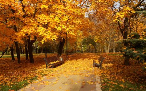 Path Walk Park Forest Colors Road Colorful Nature Fall Trees Autumn Splendor Autum