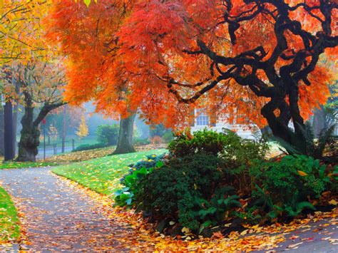 Amazing Color For The Fall Landscape Landscaping Ideas And Hardscape