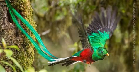 Discover The Majestic Wonder Of The Resplendent Quetzal A Bird That
