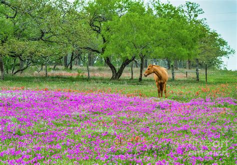 Horse In Phlox Wildflower Field Photograph By Bee Creek Photography
