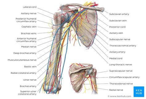 These muscles form the outer shape of the shoulder and underarm. Major arteries, veins and nerves of the body: Anatomy | Kenhub