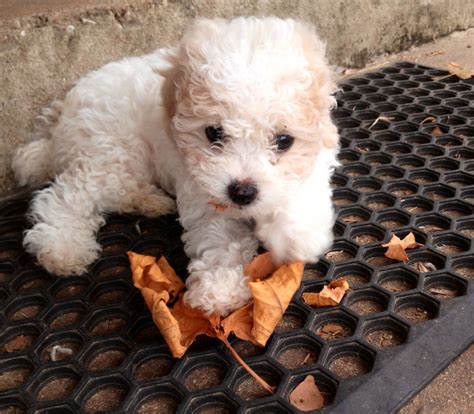We send you healthy teacup puppies safely to any place in the world. White Teacup Poodle Puppies