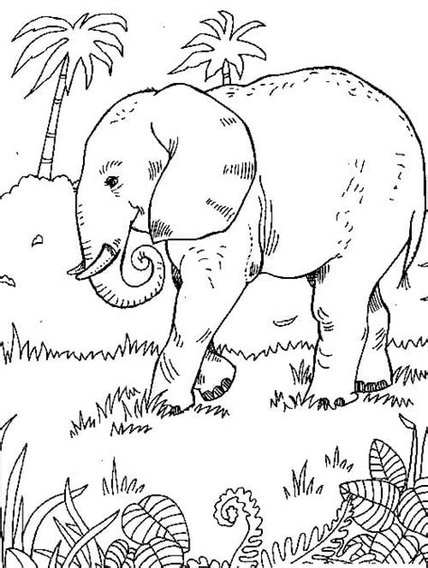 Coloriage Elephant Sauvage Sur Hugolescargot Coloriage Elephant