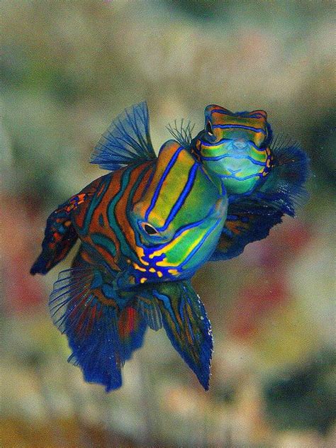 19 Best Images About Cool Looking Fish On Pinterest Underwater World