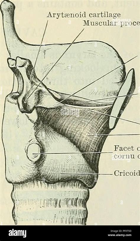 Cunningham de libro de texto de anatomía Anatomía Los ligamentos