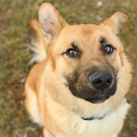 Boomer German Shepherd Mix