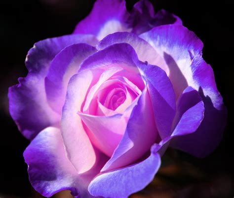 Purple Rose By Ladyluna22 On Deviantart