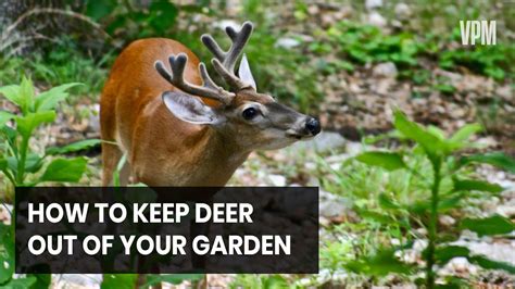 Struggling To Keep Deer Out Of The Garden Choose Plants They Don T Eat Youtube