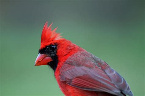 Northern Cardinals Know How To Shake Their Tail Feathers Feederwatch