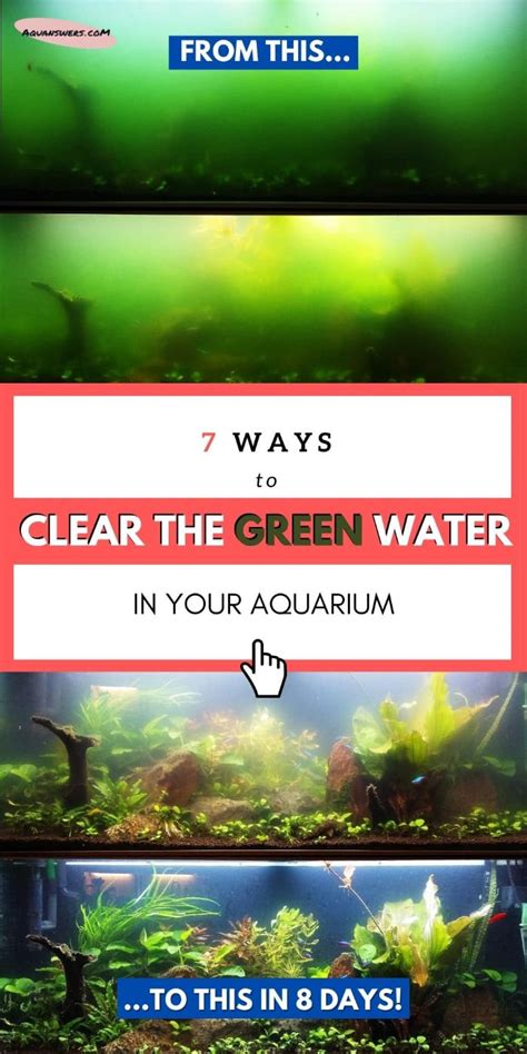 How To Get Rid Of Green Aquarium Water Algae Bloom