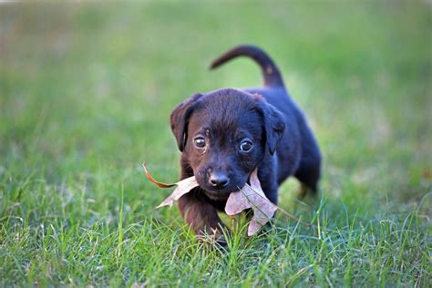 There are three main benefits to neutering a male dog. Puppies and adult dogs react differently to your 'dog ...