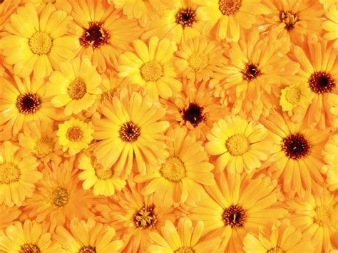 X Hermoso Fondo De Pantalla De Flores Amarillas Hd De Aesthetic