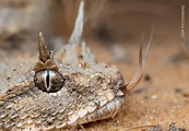 I photographed this amazing horned desert viper 🐍 [OC] (see 1st comment ...