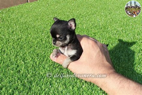 Chiaraseni@libero.it ricordate i 4 cuoricini da salvare, mamma e 3 cuccioli? Allevamento Chihuahua - Vendita cuccioli Chihuahua