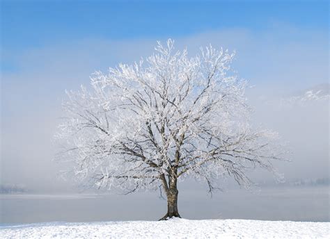 Free Winter Trees 2 Stock Photo