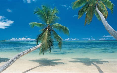 Beach Palm Trees Wallpapers Wallpapersafari