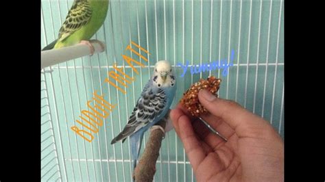 How To Make A Budgie Treat Youtube