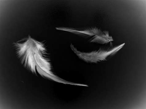 Fallen Feathers Of Angel By Smillingpanda On Deviantart