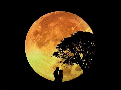 Lovers Moon Trees Night Silhouette Digital Art Wallpapers Hd