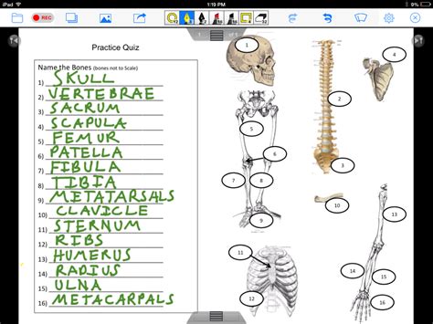 Bone Anatomy - San Marin Physical Education