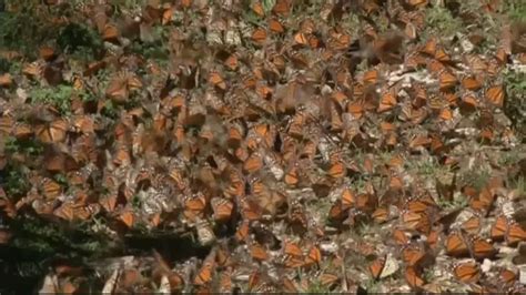 Eastern Monarch Butterfly Population Sees Second Largest Decline On