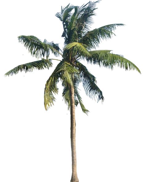 Coconut Tree Vector Png Transparent Background Free Download 46405