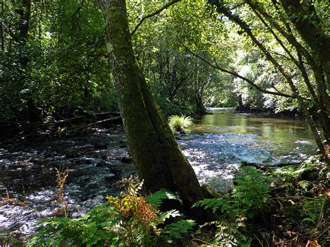 Free Picture Stream Wood Landscape River Water Leaf Tree Forest