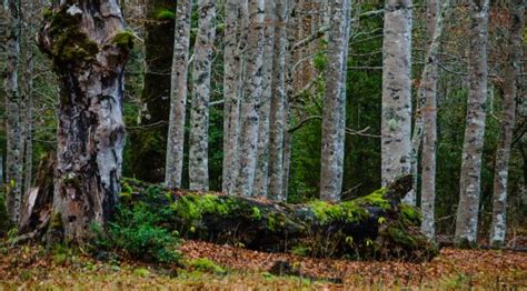 Forest Trees Birch Wallpaper Hd Nature 4k Wallpapers Images Photos