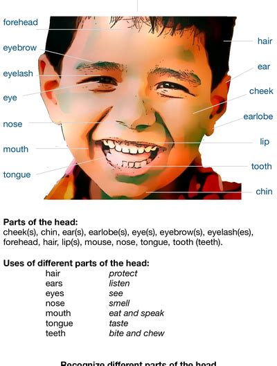 Recognize And Name Head Parts With Picture Free Printable Worksheets