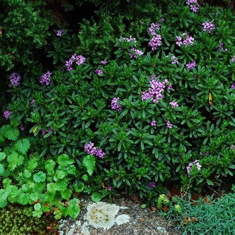 Daphne Lawrence Crocker Dwarf Evergreen Shrubs Plants Garden Nursery