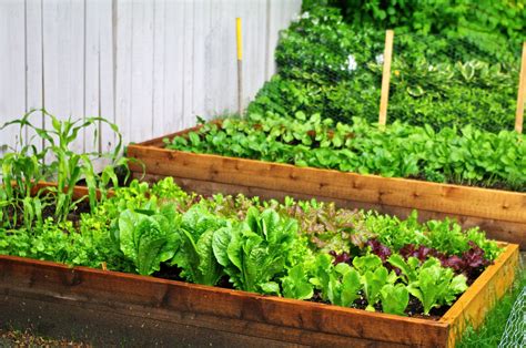 How To Make A Salad Garden