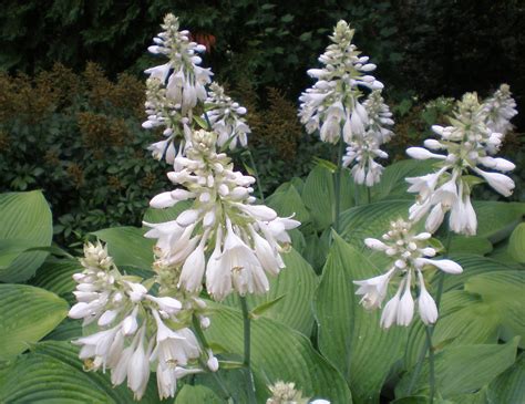 Hosta With White Blooms Lewis Ginter Botanical Garden