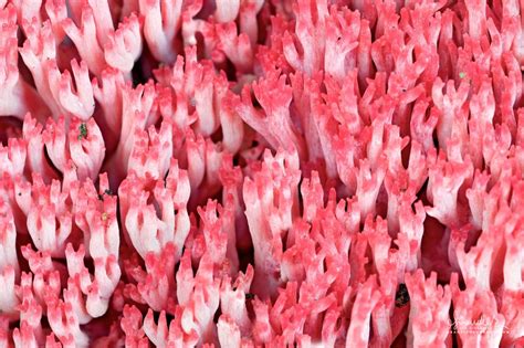 Coral Fungus Ramaria Araiospora Var Rubella Oregon Photography