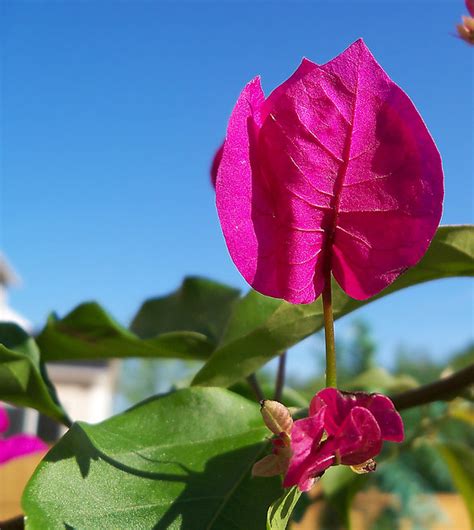 Flowers that start with pl. Flower That Starts With a B | Explore btn1131 www.needGod ...