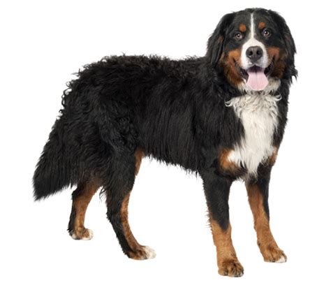Bernese Mountain Dog Breed Health History Appearance
