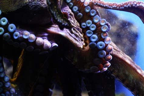 Common Octopus Interesting Facts Seaunseen