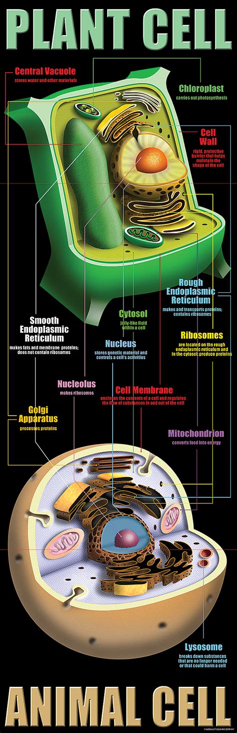 The biosynthesis of pectic polysaccharides. Plant & Animal Cells Colossal Poster - TCRV1632 | Teacher ...