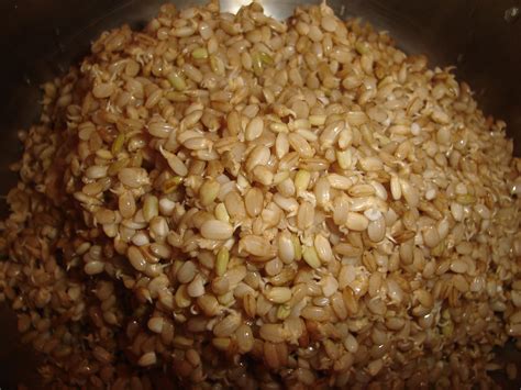 Sprouted Brown Rice Gentle On The Stomach And Nutritious Healthy Diet
