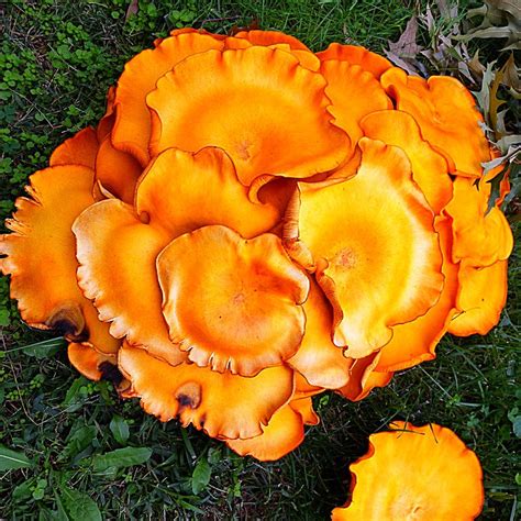 Jack O Lantern Mushroom Omphalotus Olearius Themyceliumemporium