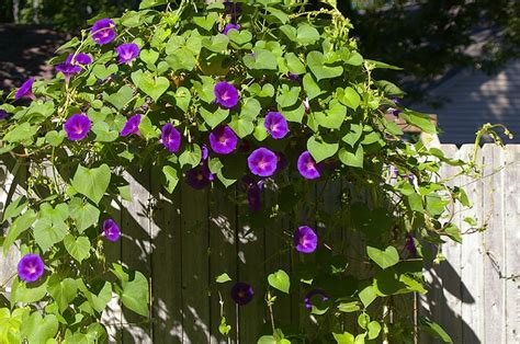 Yard And Garden Secrets Camouflage Fence With Flowering Vines