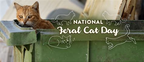 Today October 16 Is National Feral Cat Day Celebrate By Helping Pahs