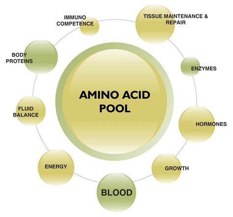 Amino Acids Welcome To Til Healthcare