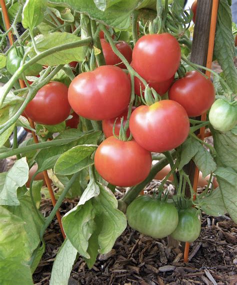 Tomato Super Bush Hybrid
