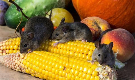 How to keep mice out of campers. 5 Incredible Ways To Keep Mice Out Of Camper (#4 Is What ...