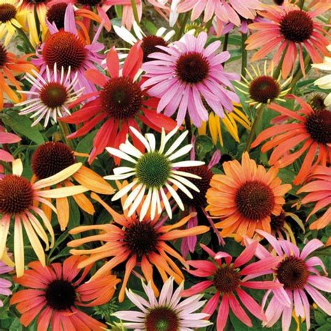 Mischen sie erst dann eine ausreichende menge der farbe an, das mischungsverhältnis kennen sie. Foto Sonnenhut 'Pink Parasol' - Echinacea purpurea- Samen ...