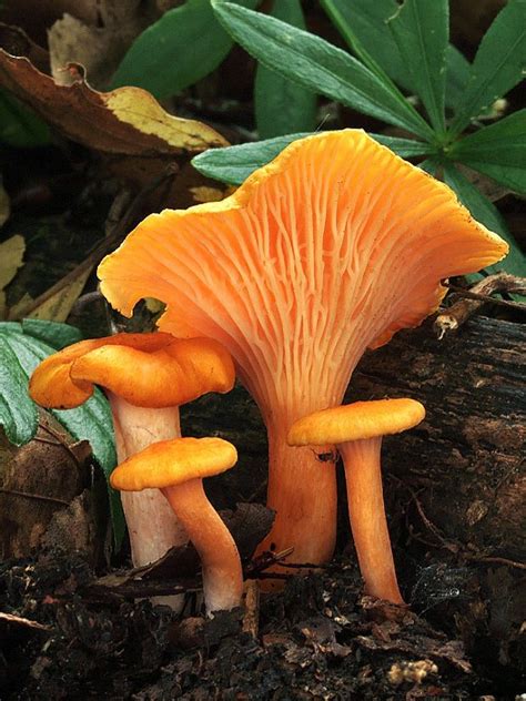 Orange Mushrooms In Garden All Mushroom Info