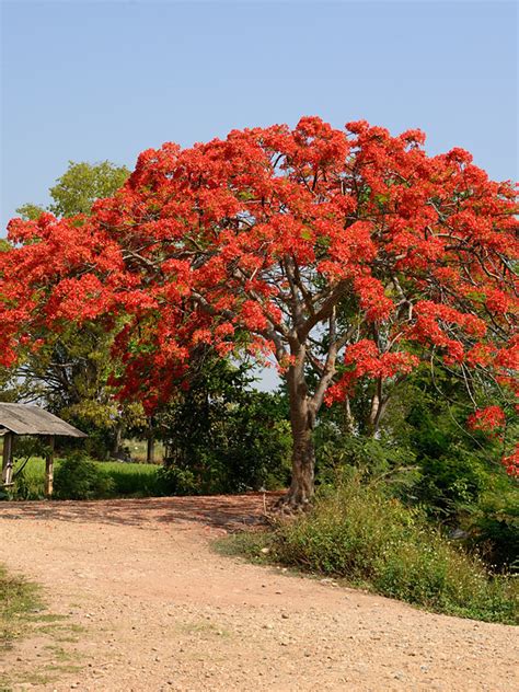 Royal Poinciana Tree Delonix Regia Aka Red Flame Flamboyant Tree Flower