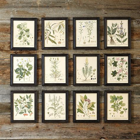 Heines Botanical Framed Art Ballard Designs