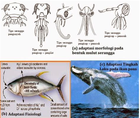 Pengertian Adaptasi Macam Macam Morfologi Fisiologi Tingkah Laku