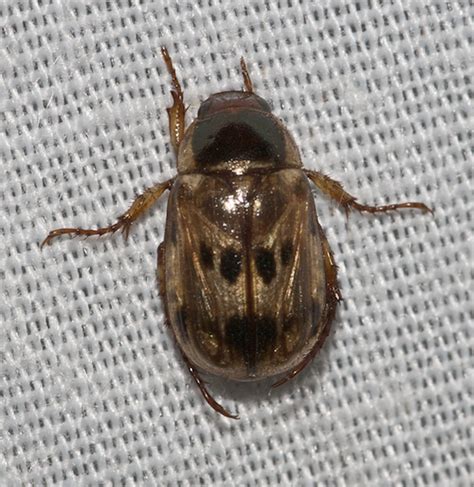 Gold Beetle With Black Spots Anomala Undulata Bugguidenet